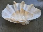Giant Ocean Clam Shell Tridacna Gigas 47 Pound 25 5x15 