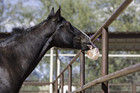 Himalayan Salt Block On Rope For Horses  2 2 Pounds  Ss22