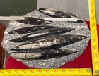        Nice Orthoceras Plate 11    X 7    Polished Devonian Fossils 6 Pounds 11 Ounces