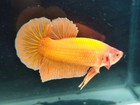 Live Betta Fish Giant Bigsize Super Orange Hmpk Male Real Picture
