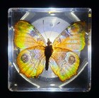 48mm Real Peacock Pansy Butterfly In Clear Lucite Resin Preserved Junonia Almana