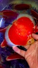Pack Of 2 Live  Discus Fish - Albino Red Cover -  Size 3 5in - 4in