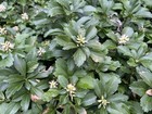 Buy 50 Get 50 Free - Pachysandra Japanese Spurge - Ground Cover