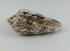 Textile Conus Wow Nice Pattern Nature Massive Red Sea Shell Specimen 70mm