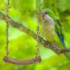 Pet Bird Parrot Swing Perch Parakeet Budgie Cockatiel Cage Hanging Toy 1 Pcs _