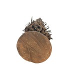 African Bakongo Power Statue     Nkondi Nail Figure From Congo  Unique Tribal Art