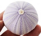 2-pack   Purple Sea Urchin Shell  2   Coastal Crafts Coastal Cottage Decorating