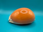 Cypraea Aurantium 97 13mm  Golden Cowrie Shell