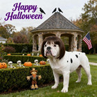 Funny Dog Wig For Small Medium Large Dogs With Adjustable Elastic Bands  Trimmab
