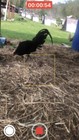 Pure High Roller Sids  Hatching Eggs Only 6 Packs  Breeding Purposes Only 