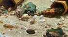 Calico Bristlenose Pleco  Super Red Marble Gene  ancistrus Sp     -   2  - 3   