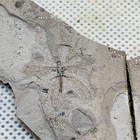 A Pair Of Exquisite Insect Fossils From The Jurassic Daohugou Period