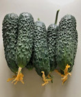 100 Best Seeds Cucumber Severin F1 Enza Zaden Netherlands  Gherkin                          