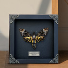 Framed Skull Moth Real Death   s Head Taxidermy Collection Oddities Gothic Decor