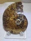 Fossil Polished Ammonite Cleoniceras Sp Cretaceous Period Madagascar 