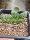 Raresucculent  Plant Senecio Kleinia Cristata Garden D  cor Boutique 5-8cm