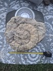 18  Large Rough Ammonite Fossil In Matrix Approx  11 Inch Diameter Specimen