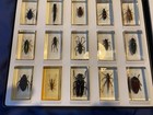 National Geographic Real Life Bugs Insects In Resin Collectible