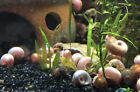 30   pink  Gold  Gray  Blue  Ramshorn Snails Live Freshwater  Algae Cleaner