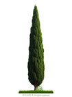 Upright Italian Cypress   Premium Seeds   Cupressus Sempervirens Stricta Plants 