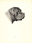 Antique Mastiff Print 1935 Wardle Broomcourt Jem Mastiff Kennels Cfw 5755