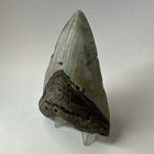 Megalodon Shark Tooth 4 38 Inch - Amazing - Authentic Fossil - Natural 20264