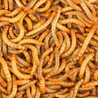 11 Lbs Bulk Dried Mealworms For Wild Birds Food Chickens Hen Fish Turtle Treats