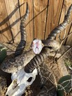 5   2    Rattlesnake Mount With Open Mouth With Blackbuck Skull