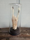 Heavy Metal Horns - Real Bone - Bone Hand - Racoon Pricyon Lotor American Source