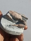 Crab Fossil Specimen Brancioplax Washingtoniana From Washington State 