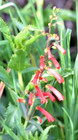 100 Eaton Penstemon Seeds   Sale Free Shipping Non Gmo Heirloom