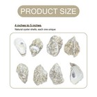 36 Pcs 4-5  Bulk Oyster Shells For Home Decor Ornaments Diy Crafts