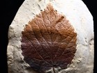 Ginormous Leaf Fossil  Morton Co   Montana