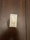1888 N2 Allen   Ginter Bull Head American Indian Chiefs