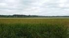 Hand-harvested Wild Rice - 100  Natural Not Cultivated Minnesota-grown