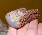Polished Paulina Agate Replaced Wood Cast Clarno Formation Crooked River  Oregon