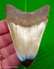 Megalodon Shark Tooth 3 53    Colorful Real Fossil No Restorations Sharks Teeth
