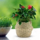 New Woven Basket Plant Pot Seagrass Baskets Belly Storage Bag Garden Home Decors