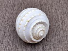 Spotted Tun Seashells Large Tonna Tessalata  1 Shell Approx  4  Inches 
