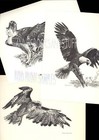 332 Sable Collie  Dog Art Print Portrait   Pen And Ink Drawing By Jan Jellins