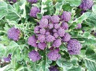 200 purple Broccoli Seeds Burgundy Sprouting Broccoli Cold Hardy Vegetable Usa