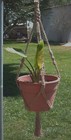 Macrame Plant Hanger 40 Inch Vintage Style  6 Ply All Natural Jute