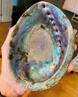 Large Abalone Shell Polished Paua Rainbow Lg Sea Green Blue Beach House Zealand