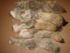 Tanned Eastern Coyote Tails fur crafts real Fur Tails harley Davidson Apparel