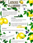 Farmhouse Lemon Valance Yellow Lemons Fruit Decor  Home Decor 42 w X 14 l