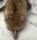 Mink Fur Collar Stole Wrap Scarf Vintage Genuine With 3 Mink Pelts