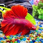 Keedolla Colorful Clear Sea Glass Pebbles Aquarium Gravel Fish Tank Rocks 