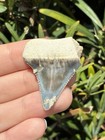 Natural Great White Tooth 1 52    Not Megalodon Fossil Shark Teeth