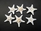 6 White Knobby Starfish 2-3  Beach Wedding Decor Nautical Crafts Hobby Real