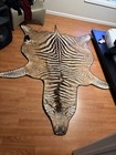 Authentic Zebra Animal Skin Hide Rug 62 X 107 In Brown black white Easy Clean